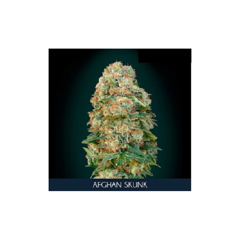 Afghan Skunk â  - 1